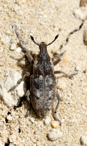 Pachycerus segnis